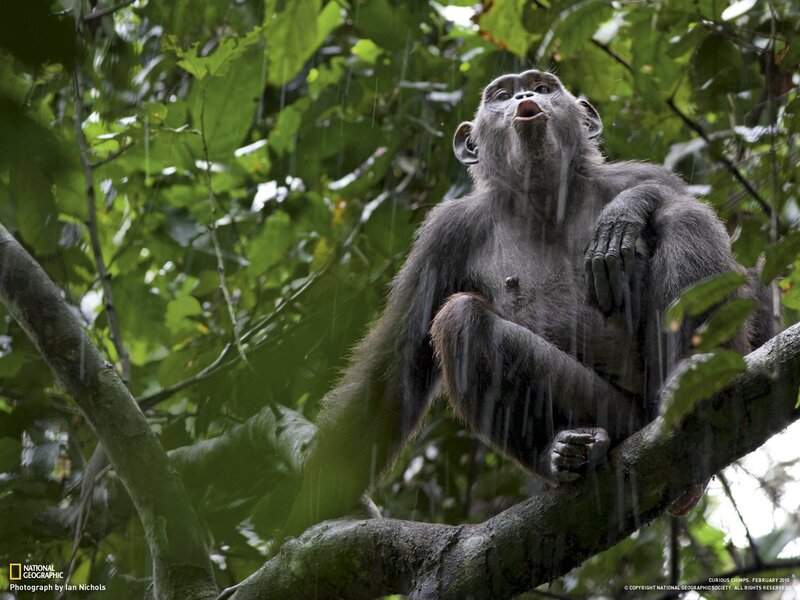 Chimpanzee in Rain — Green