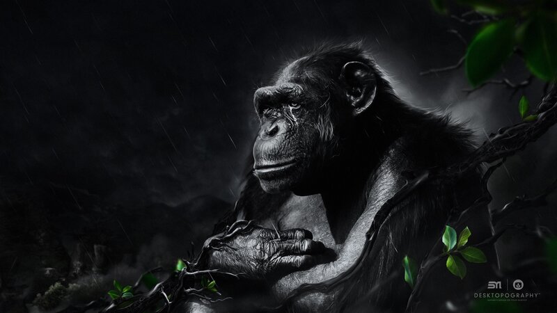 Chimpanzee in Rain