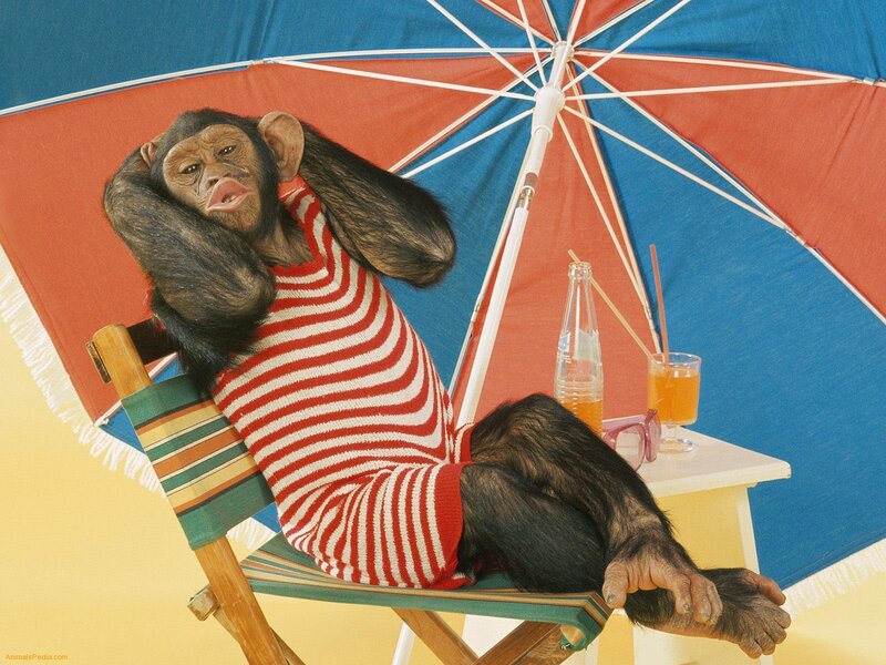 Chimpanzee in Striped Shirt — Blue