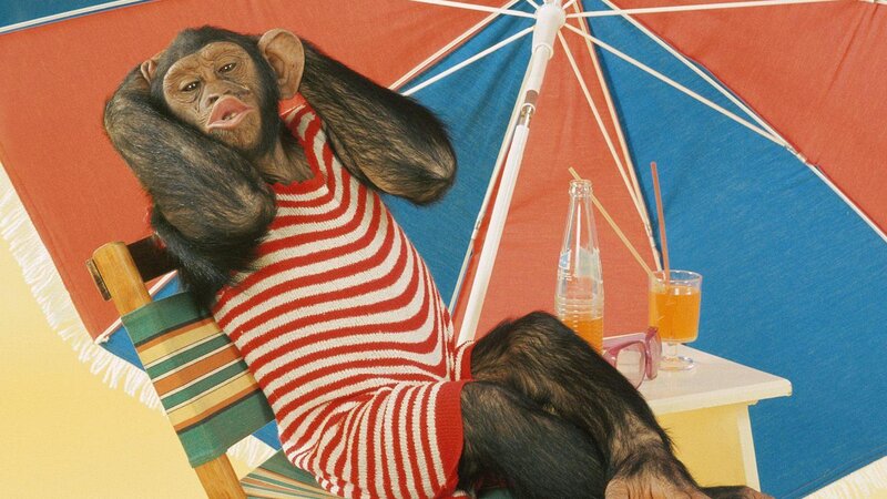 Chimpanzee in Striped Shirt