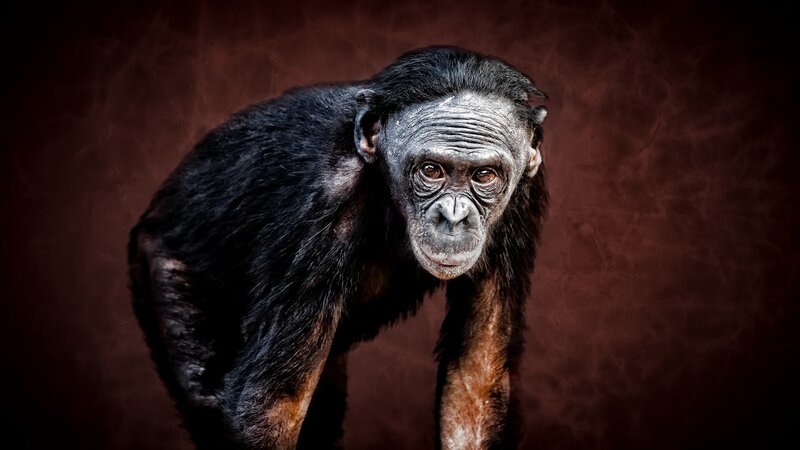 Chimpanzee in Studio