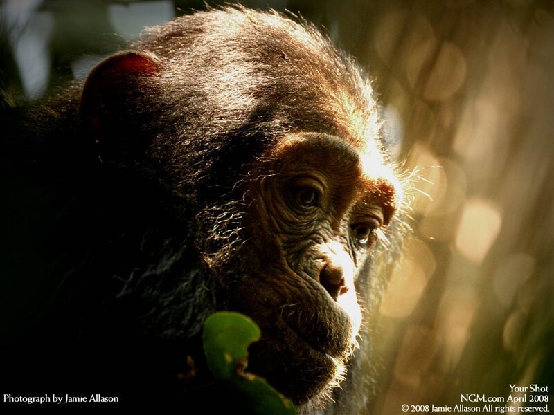 Chimpanzee in Sunlight — Brown, Dramatic