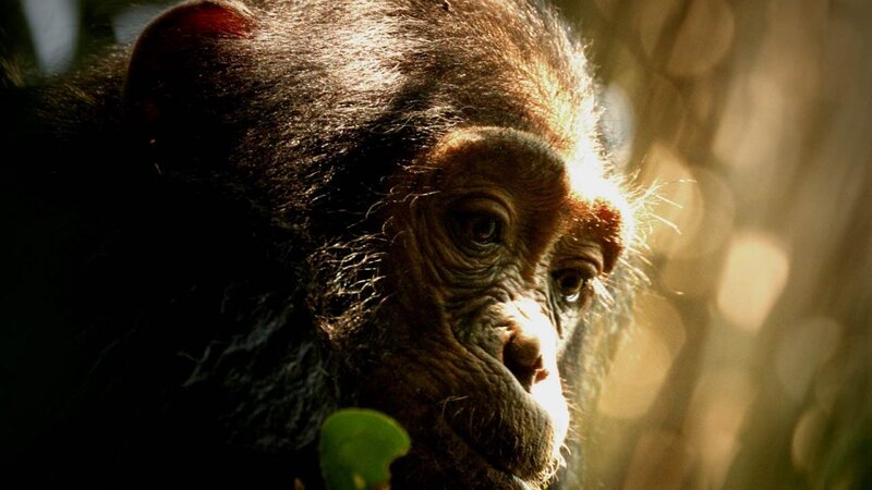 Chimpanzee in Sunlight — Brown