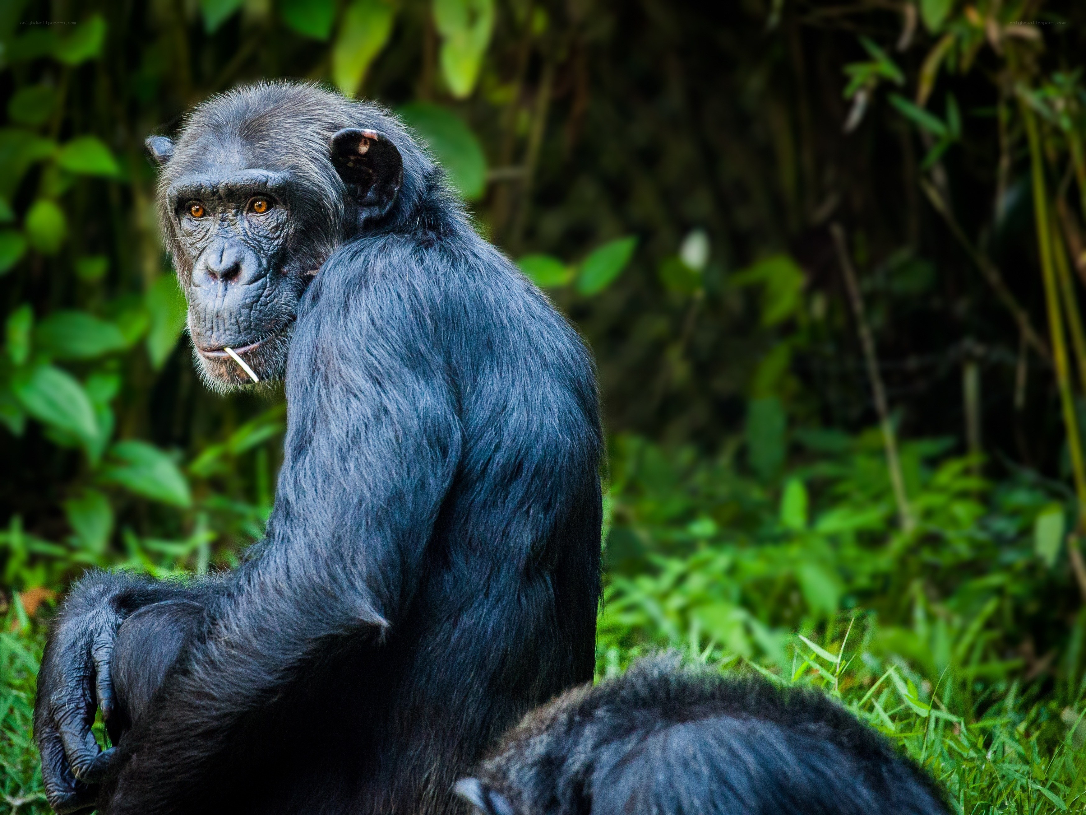 Chimpanzee in the forest