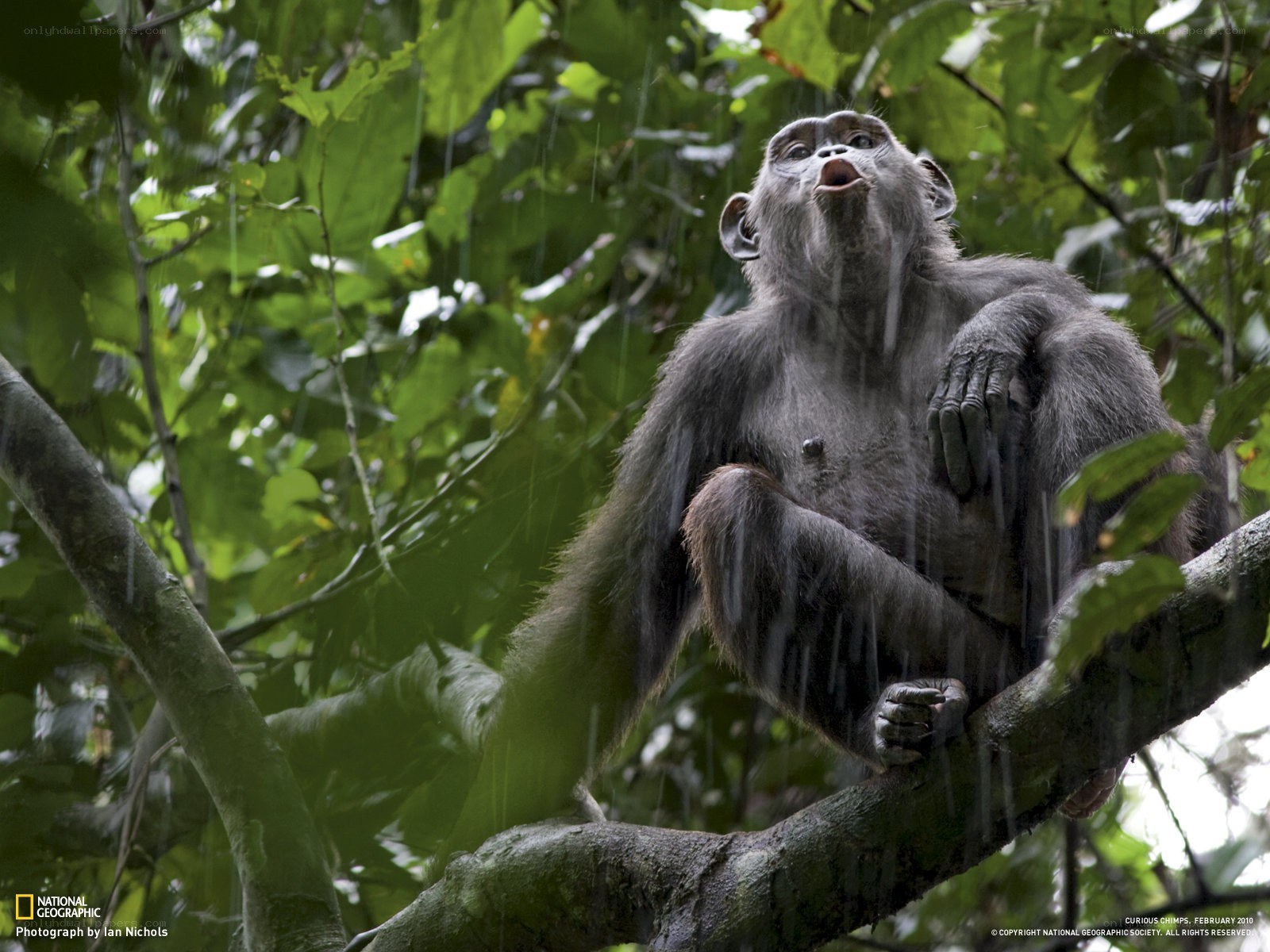 Chimpanzee in the rain