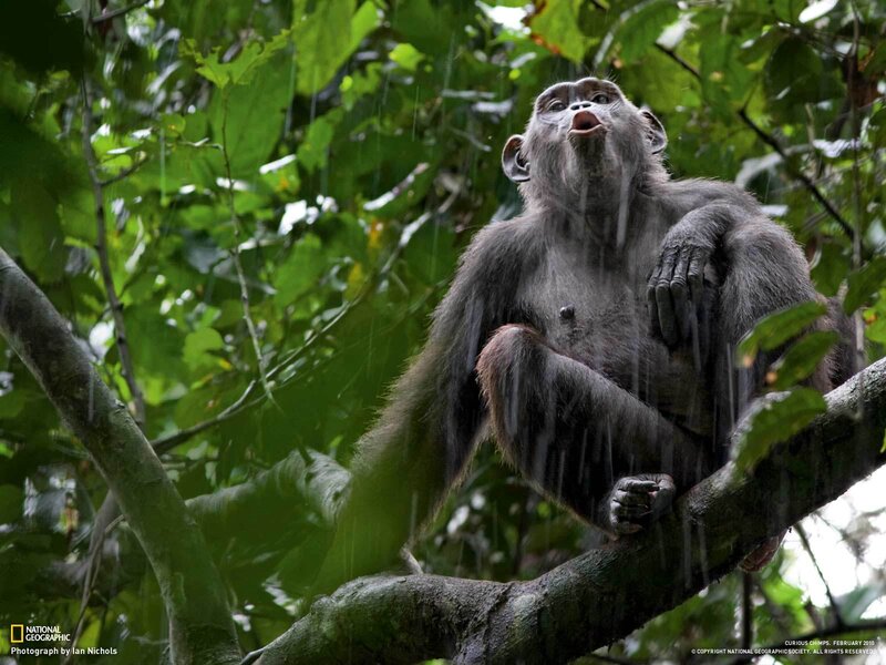 Chimpanzee in the rain