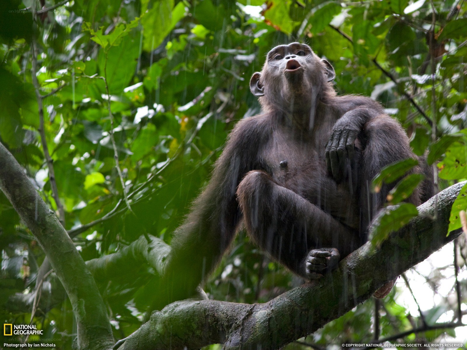 Chimpanzee in the rain