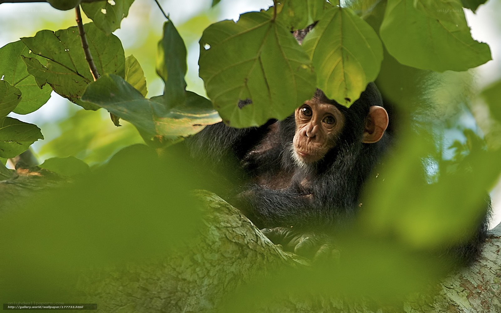 Chimpanzee in tree foliage