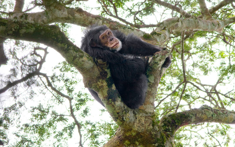 Chimpanzee in Tree