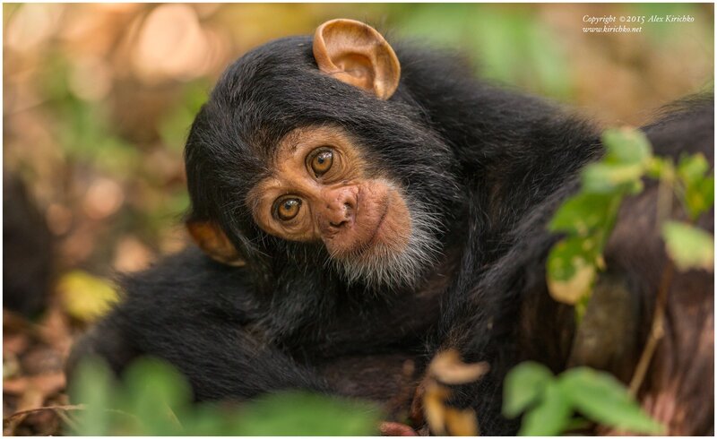 Chimpanzee Infant — Black