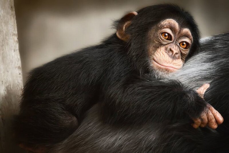 Chimpanzee Infant