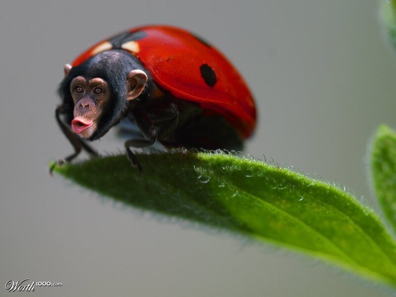 Chimpanzee Ladybug Hybrid