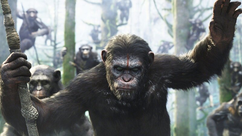 Chimpanzee Leader in Forest