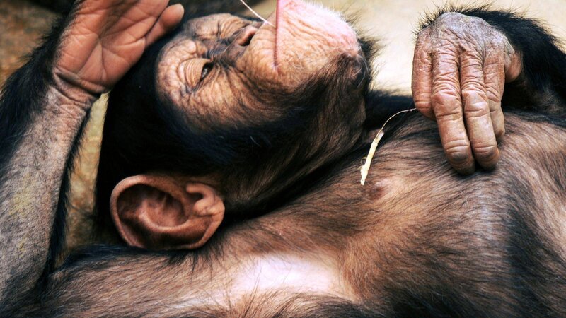 Chimpanzee Lying Down — Brown, Calm