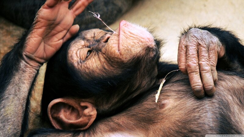 Chimpanzee Lying Down — Brown