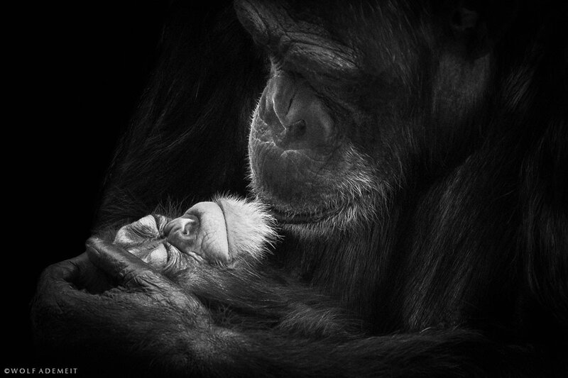 Chimpanzee Mother and Baby — Black, Dramatic