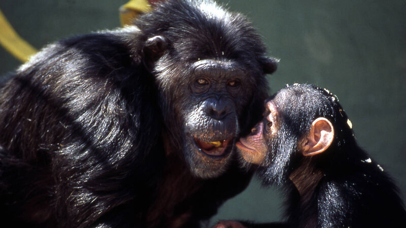 Chimpanzee Mother and Baby — Black