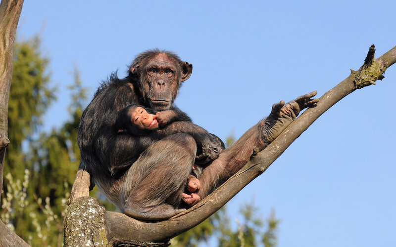 Chimpanzee Mother and Baby — Blue