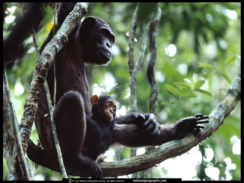 Chimpanzee mother and baby