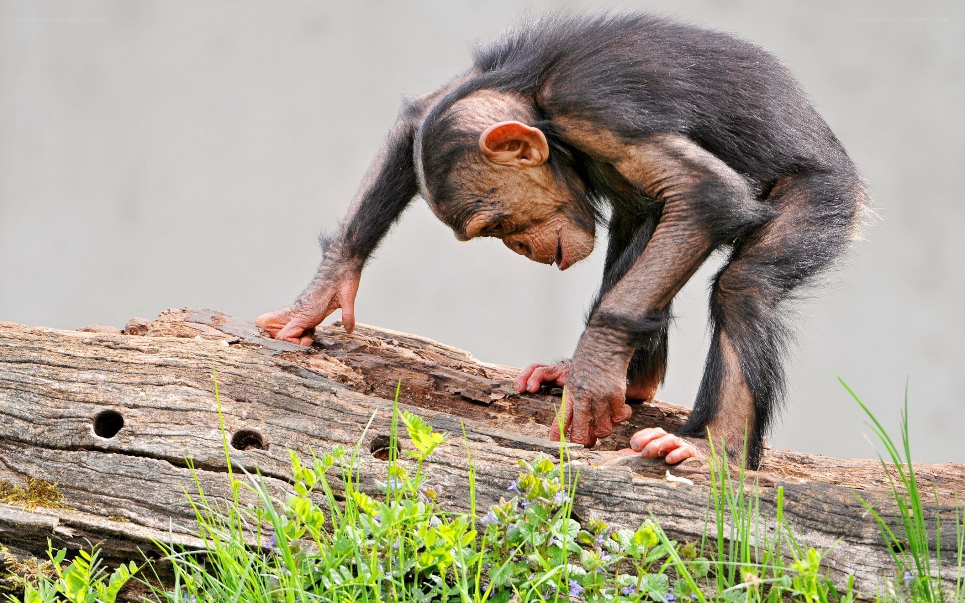 Chimpanzee on a log