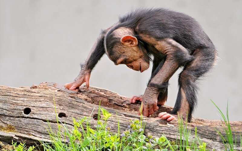 chimpanzee on a log