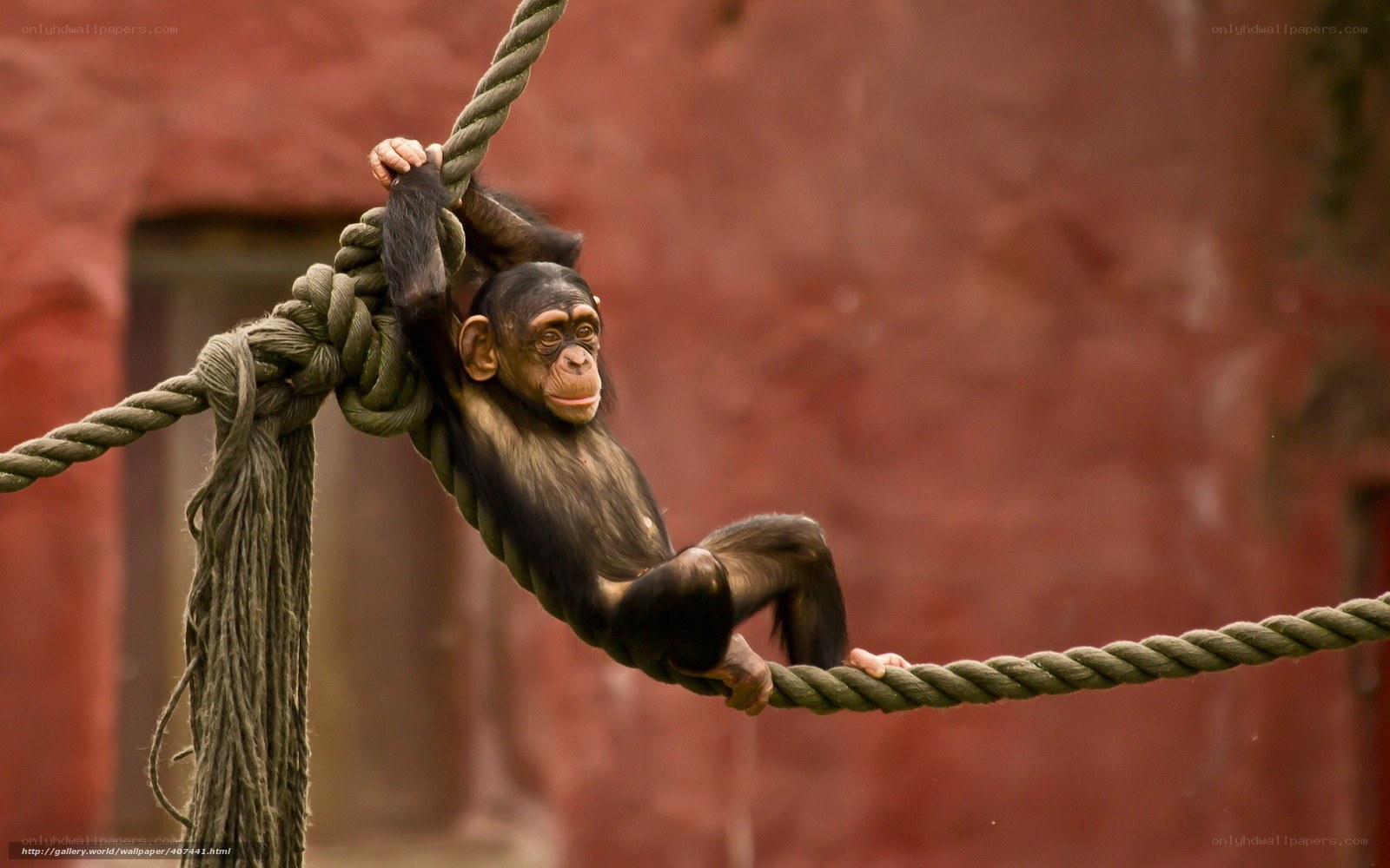 Chimpanzee on a rope
