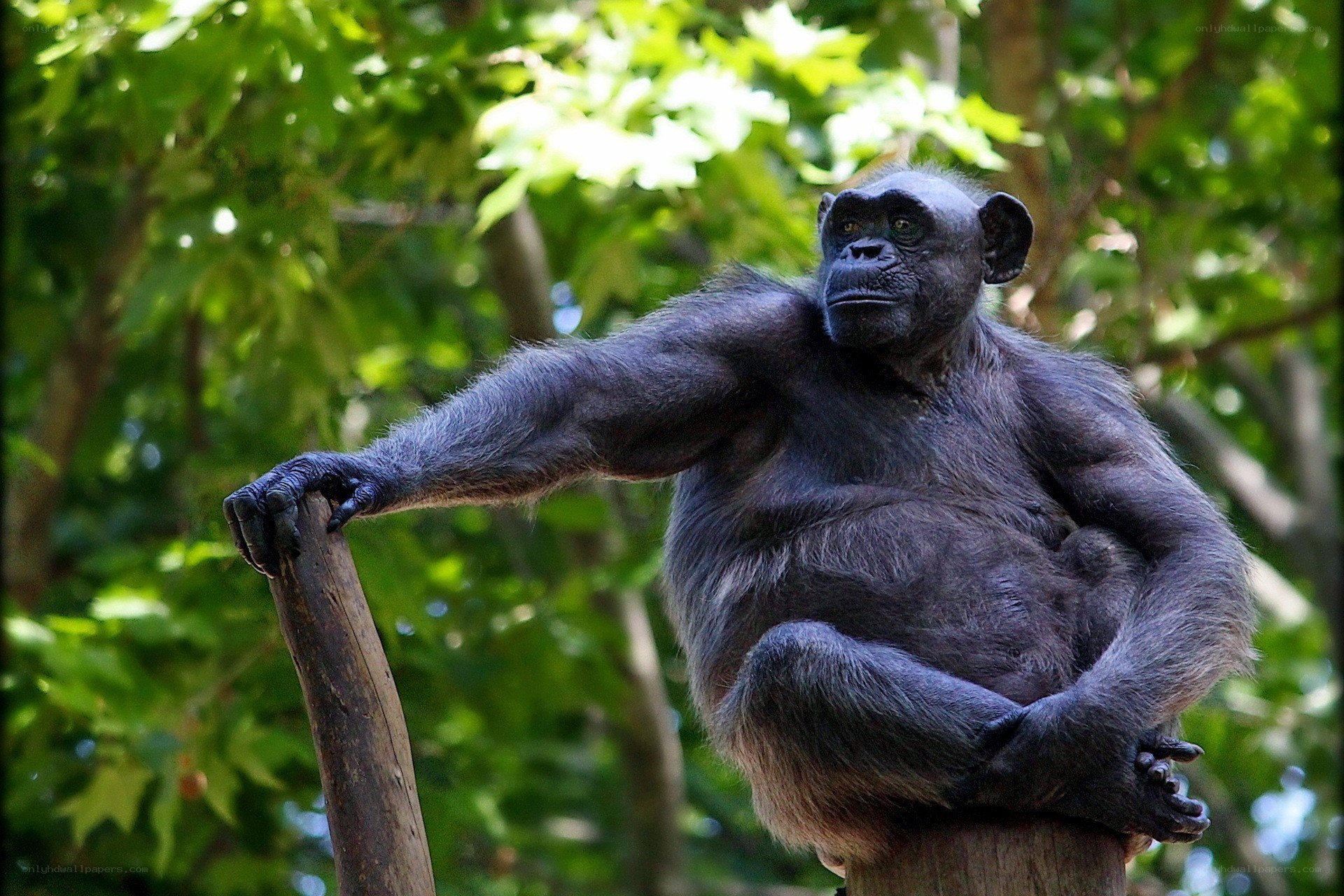 Chimpanzee on a tree branch