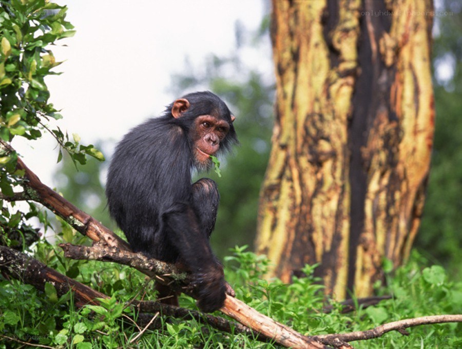 Chimpanzee on a tree branch
