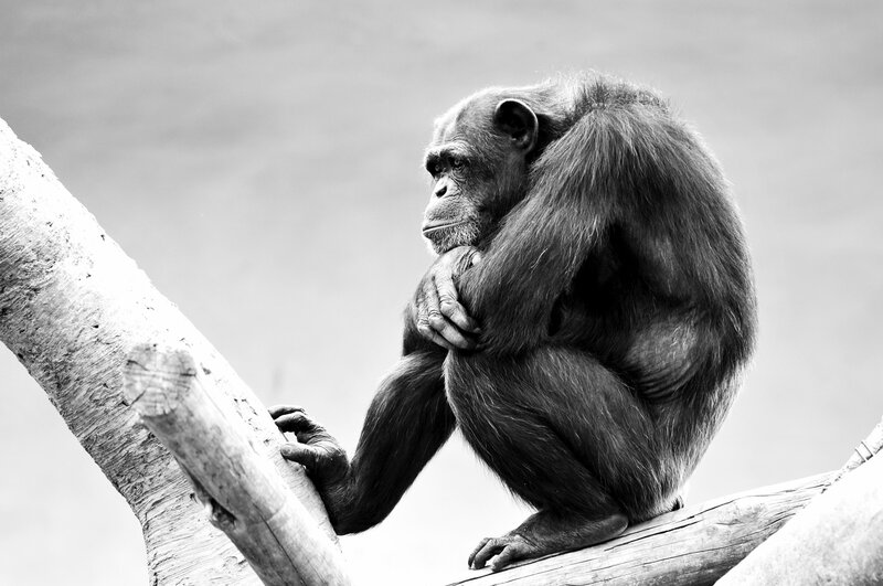 Chimpanzee on Branch — Black, Contemplative