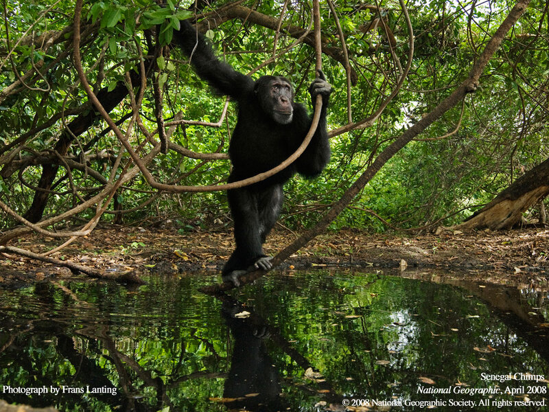 Chimpanzee on Branch