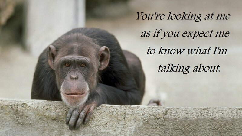 Chimpanzee on Concrete