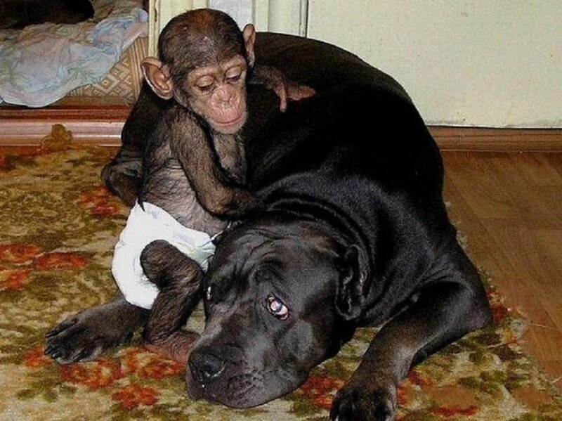 Chimpanzee on Dog