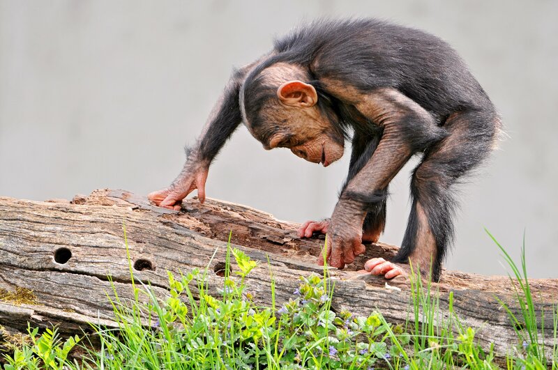 Chimpanzee on Log — Brown