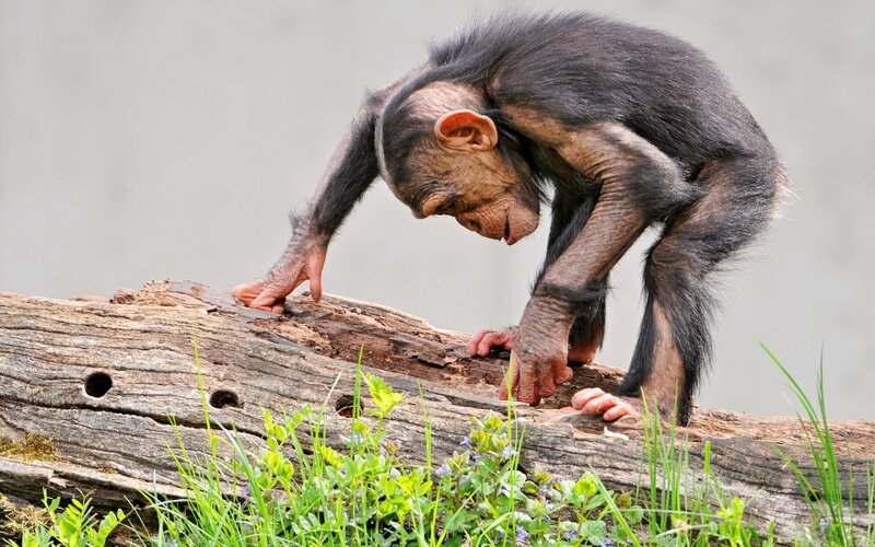 Chimpanzee on Log