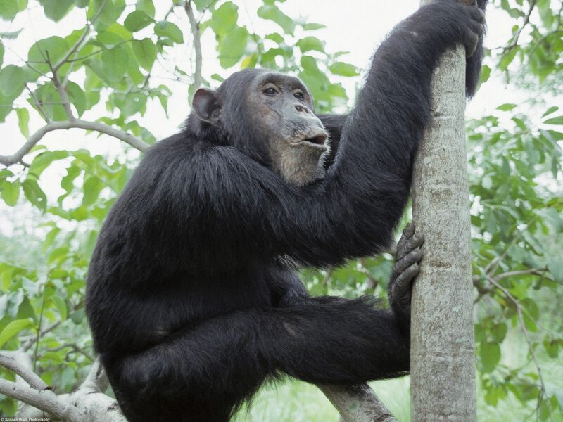 Chimpanzee on Tree