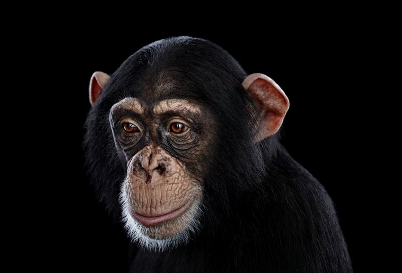 Chimpanzee Portrait