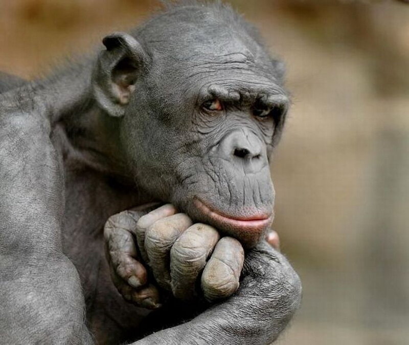 Chimpanzee Resting — Gray