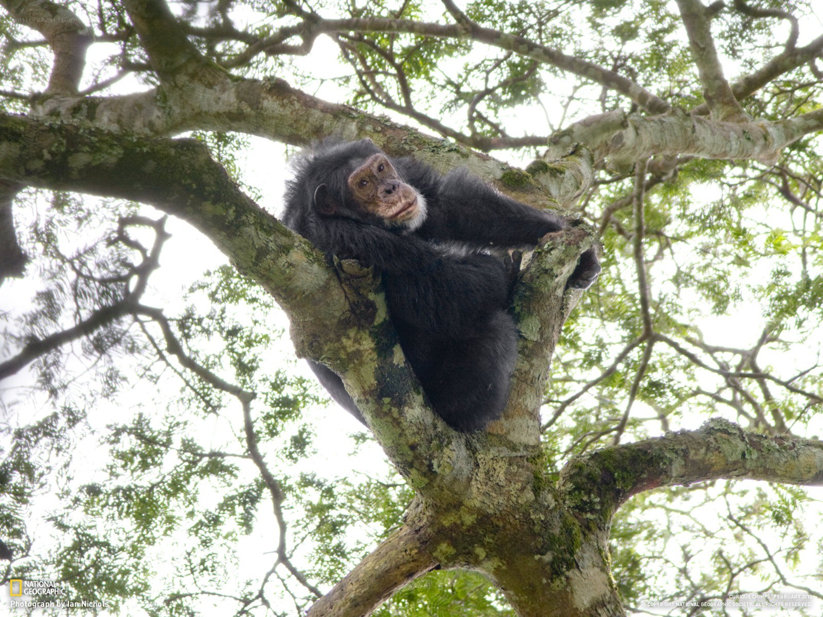 Chimpanzee resting in a tree