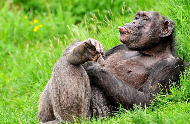 chimpanzee resting in grass
