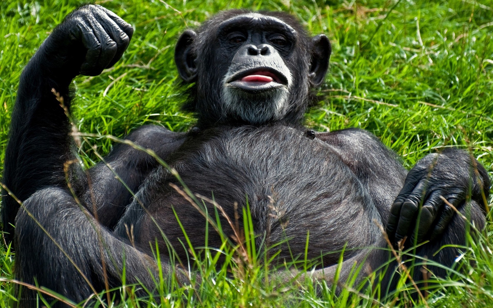 Chimpanzee resting in grass