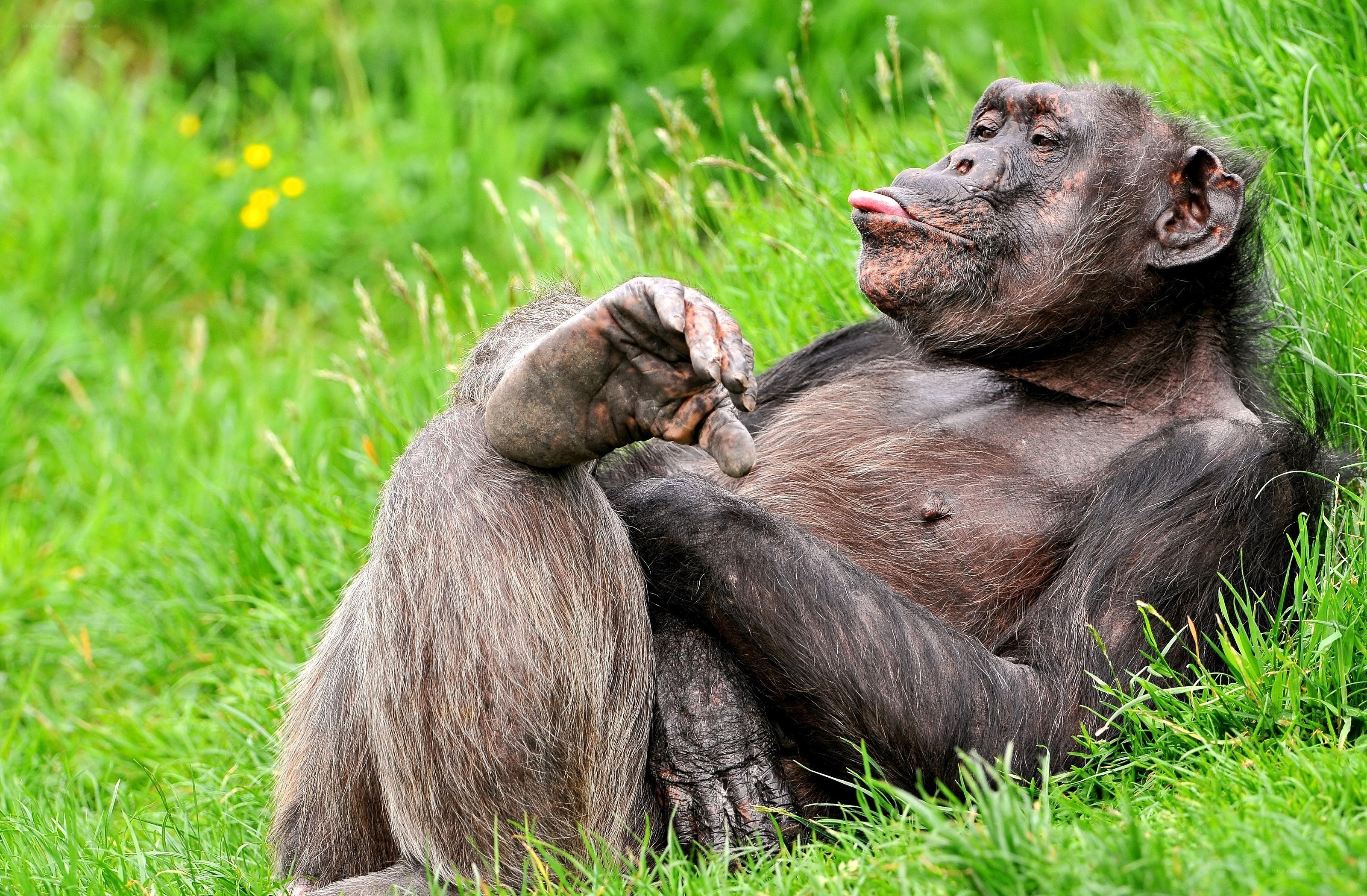 Chimpanzee resting in grass