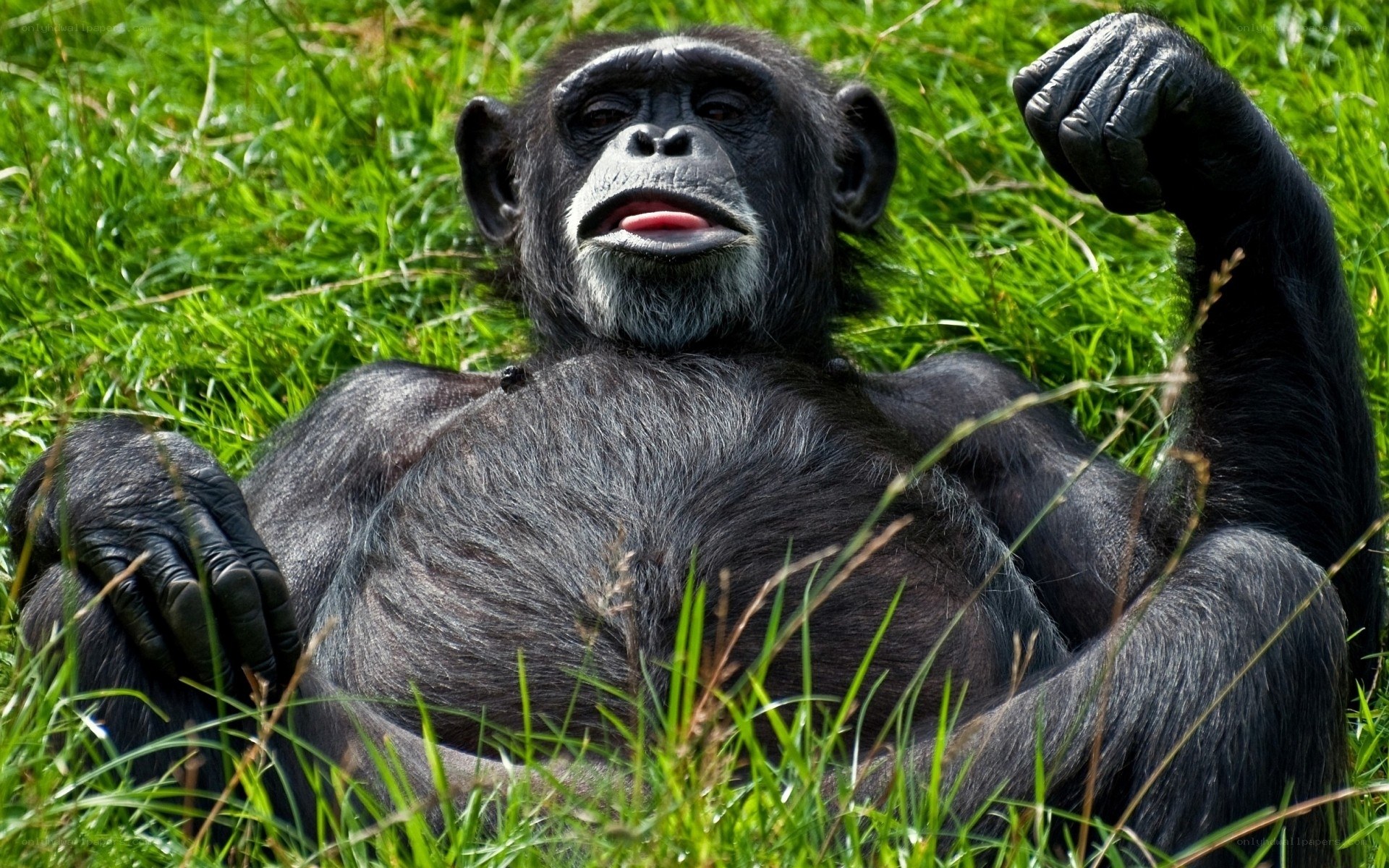 Chimpanzee resting in grass