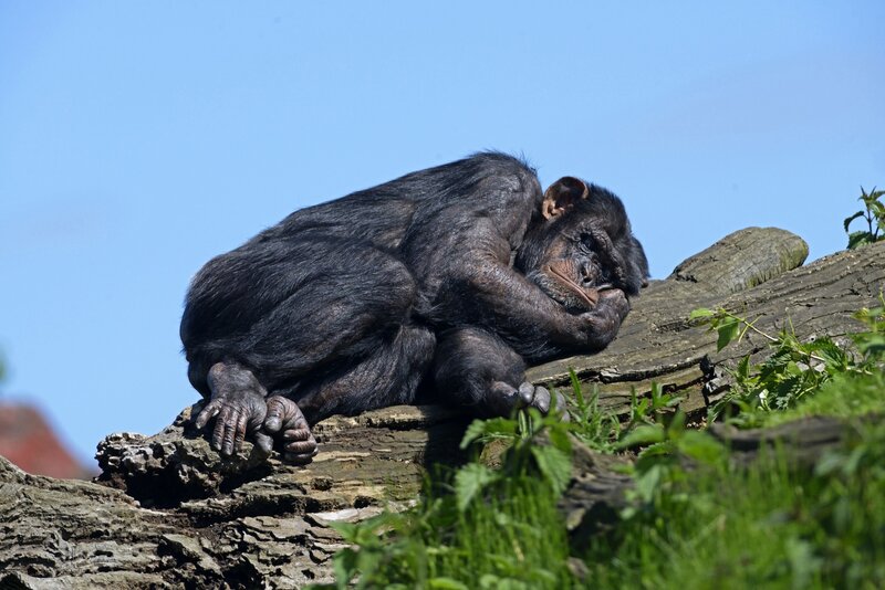 Chimpanzee resting on a log