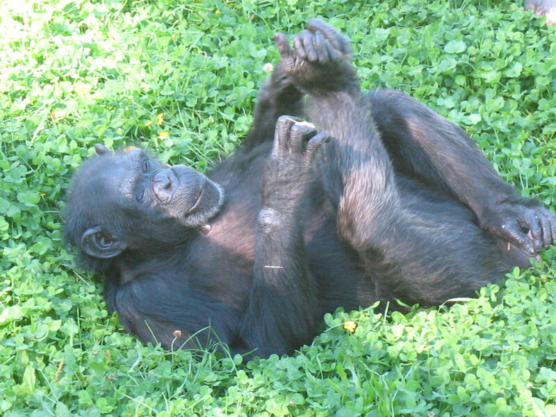 Chimpanzee resting on grass