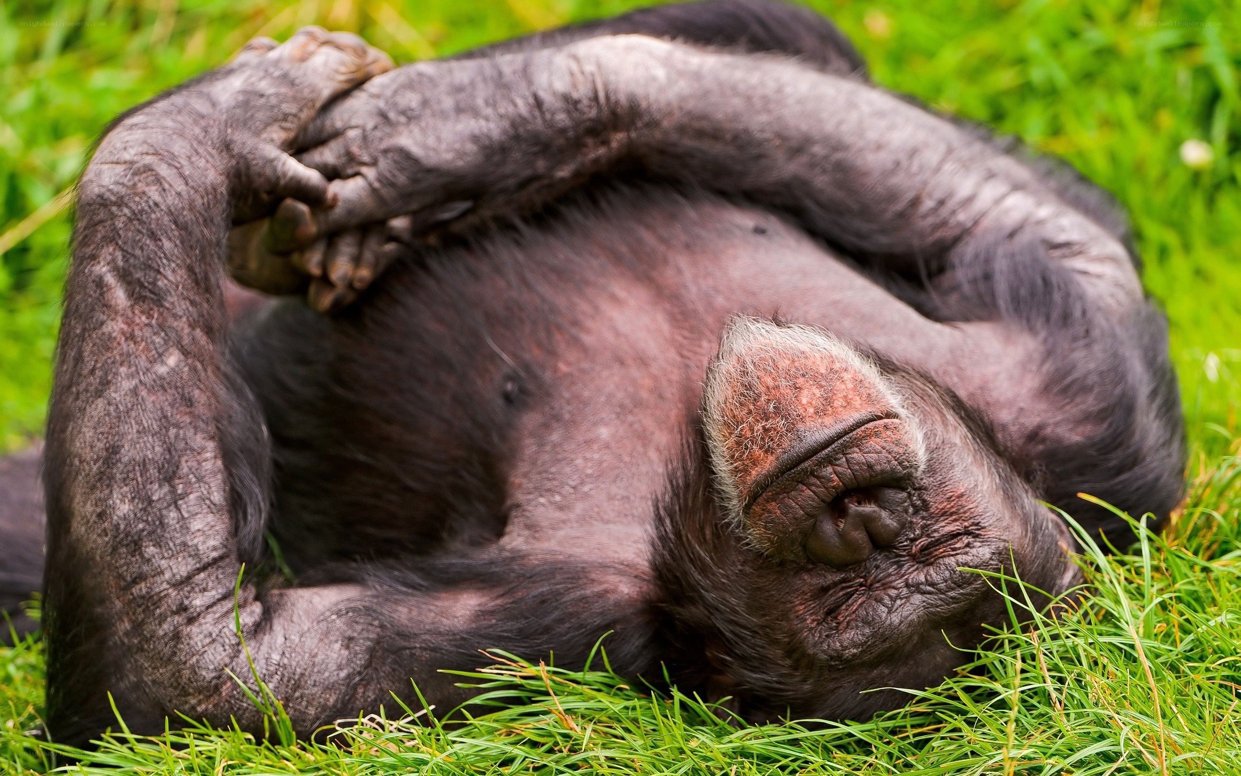 chimpanzee resting on grass