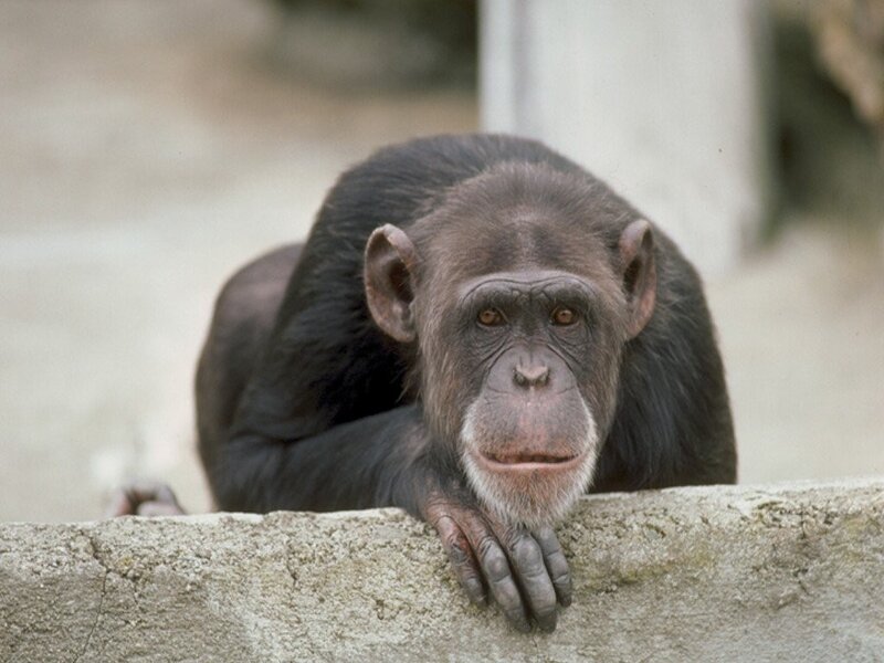 chimpanzee resting on wall