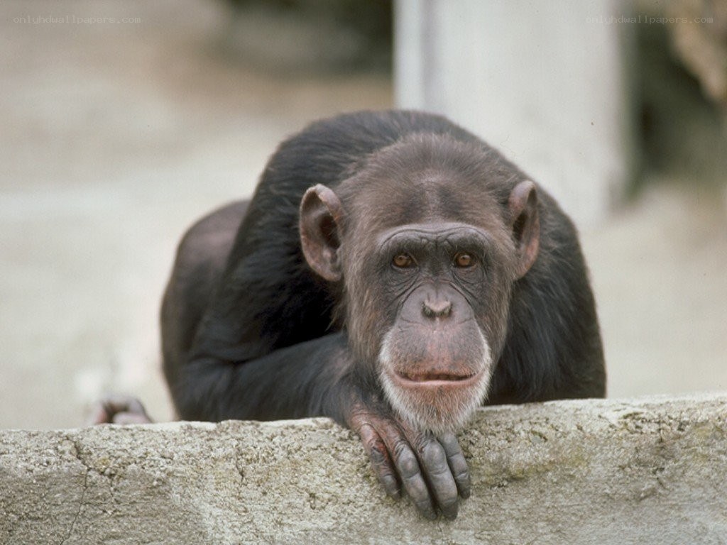 chimpanzee resting on wall