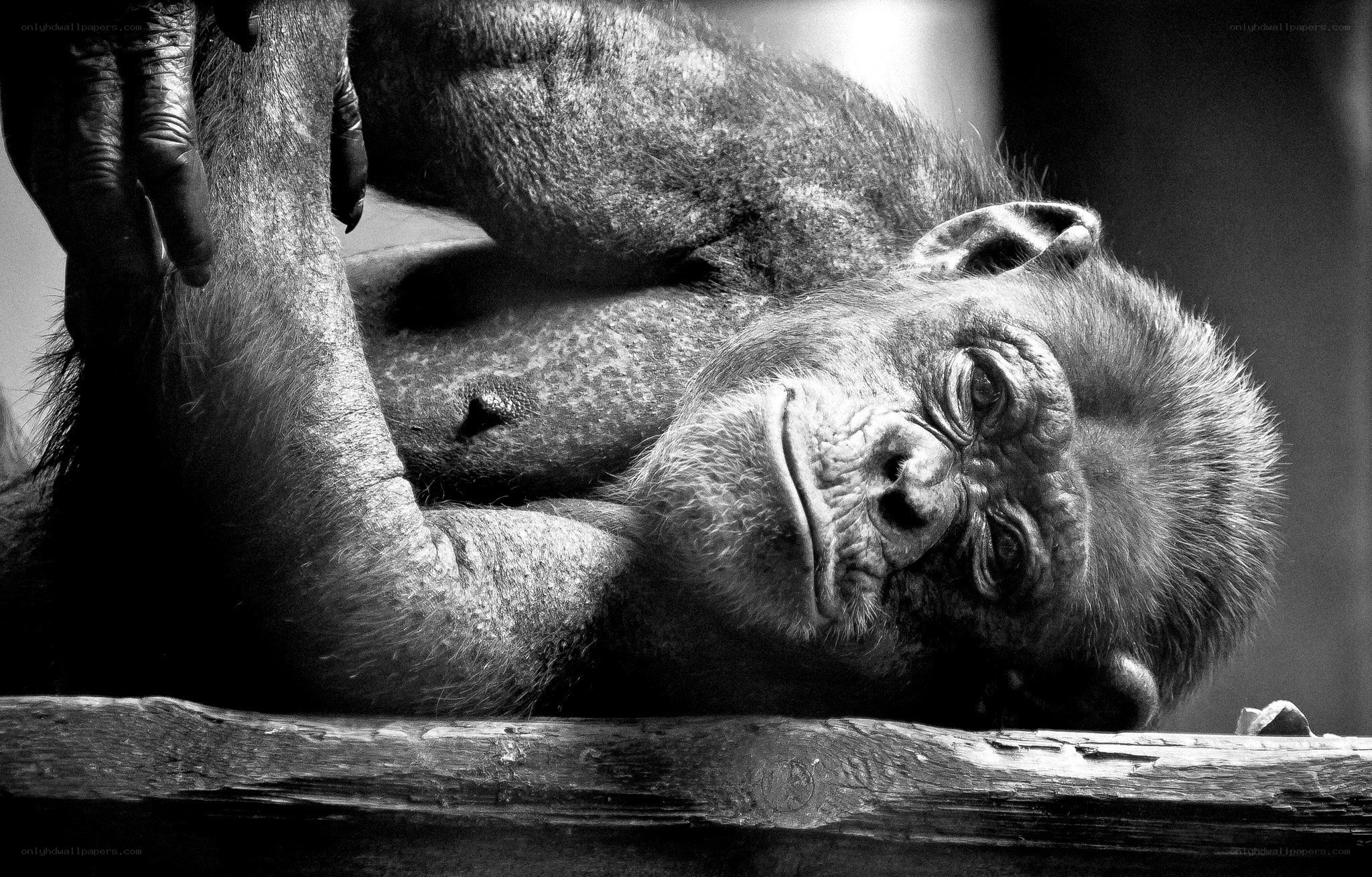 Chimpanzee resting on wooden beam