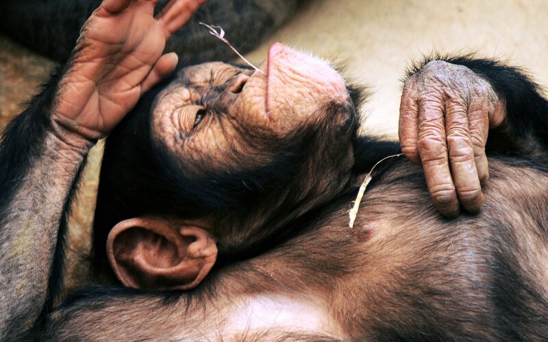 Chimpanzee resting peacefully