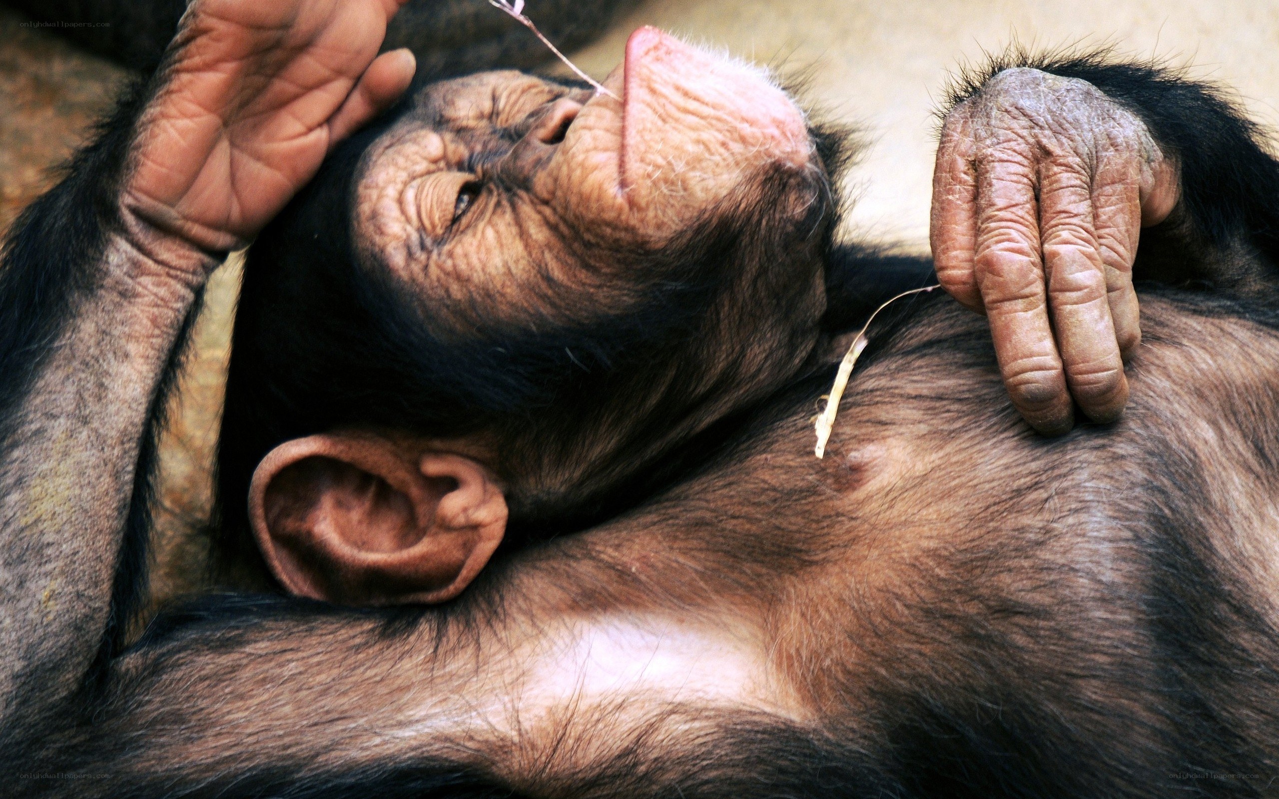 Chimpanzee resting peacefully
